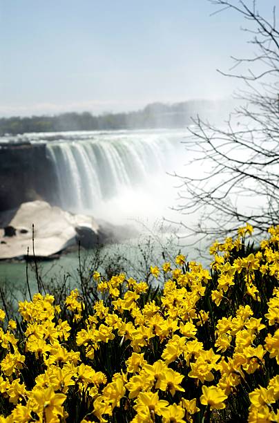 istock Yellow Flowers on a Cliff 148229060