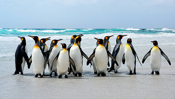 kings da praia - pinguim de schlegel - fotografias e filmes do acervo