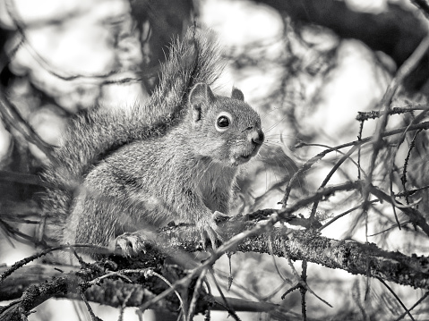 Squirrel in Jasper National Park, Canada