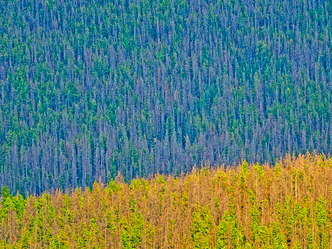 Forest effected by pine beetle blight on a mountainside in Jasper National Park