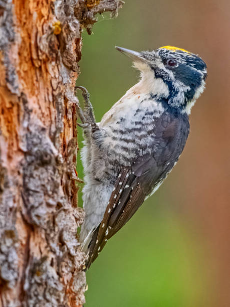 American three-toed woodpecker in Jasper National Park