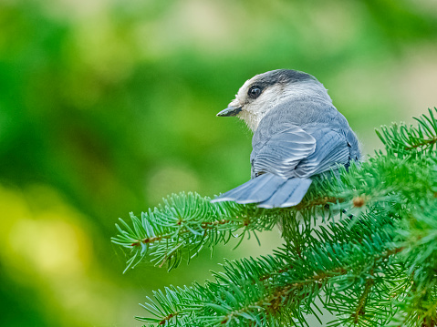 Grey Jay bird in a forest found in Jasper National Park