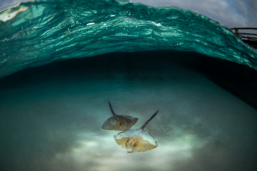 Stingray swimming in the crystal-clear water, Australia