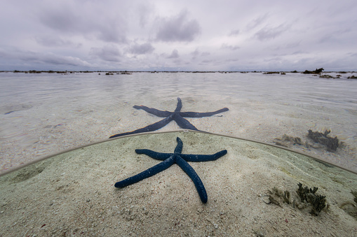 Blue starfish in the water, Heron Island Australia