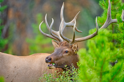 elk is common mammals spotted in different parks in united states including grand canyon national park in colorado