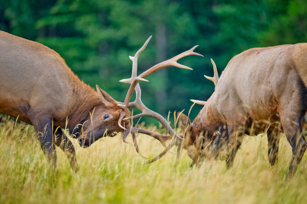 istock Jasper National Park in Alberta Canada 1482291309