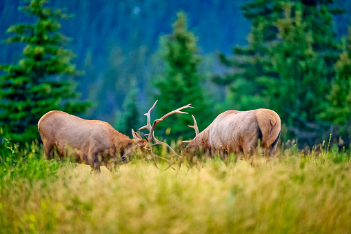 Bull moose (Alces alces) feeds on fall foliage (Dwarf Birch), Denali Nat'l Park, Alaska.