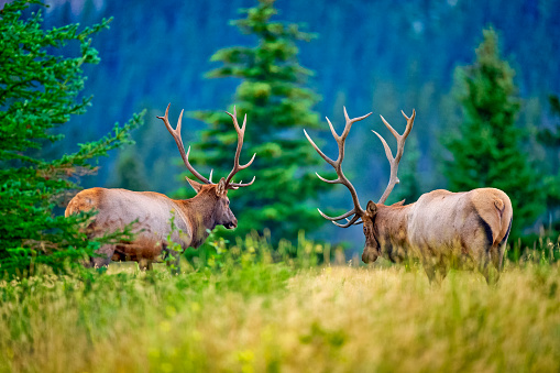 North American Elks on the Rocky Mountain Meadow in Colorado, United States. Resting Elks