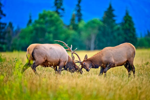 istock Jasper National Park in Alberta Canada 1482291446