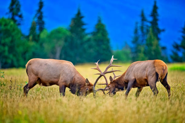istock Jasper National Park in Alberta Canada 1482291447