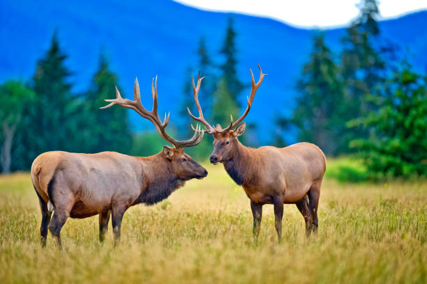Two male bull elk spend time sparring, which during mating season can be brutal. During non mating season, the bulls practice spar as this image shows.