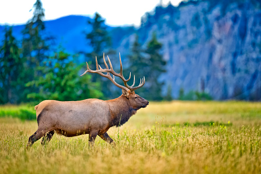 group of female elk in a valley in national park rocky mountains,colorado,snowy mountain in the background