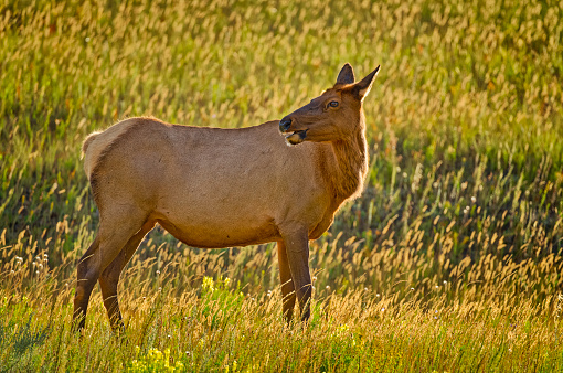 Female elk in Jasper National Park