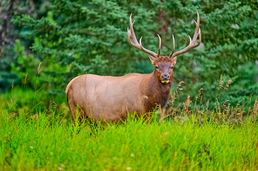 by a forest appears a male deer looking at me before running off