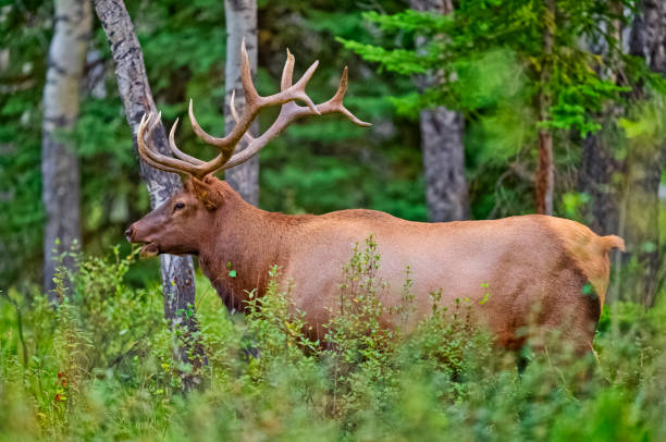 istock Jasper National Park in Alberta Canada 1482291484