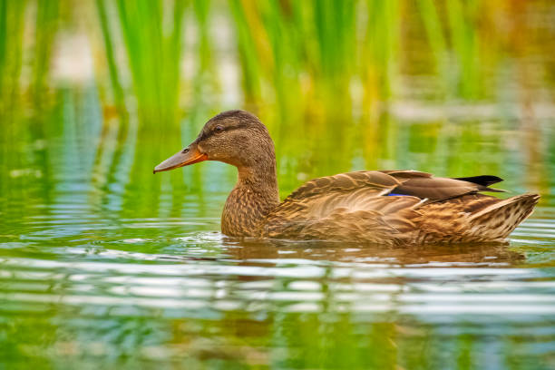 Mallard duck on Annette Lake in Jasper National Park
