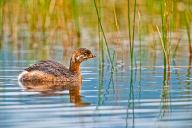 Pied-billed Grebe in Banff National Park