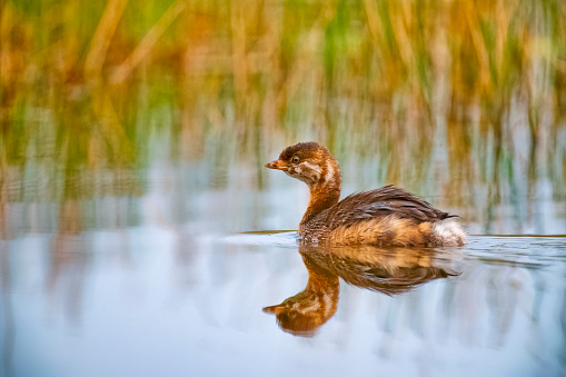 Pied-billed Grebe in Banff National Park