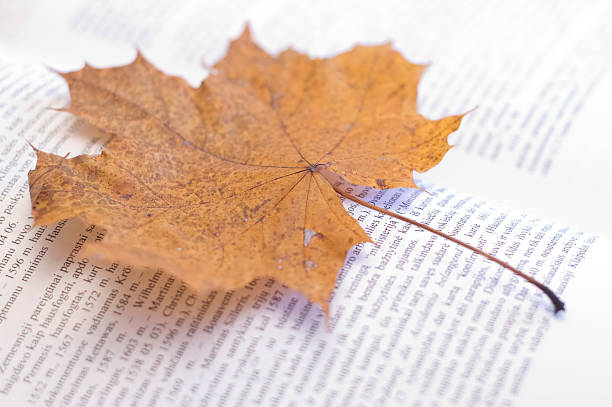istock Open book with yellow autumn maple leave 148229188