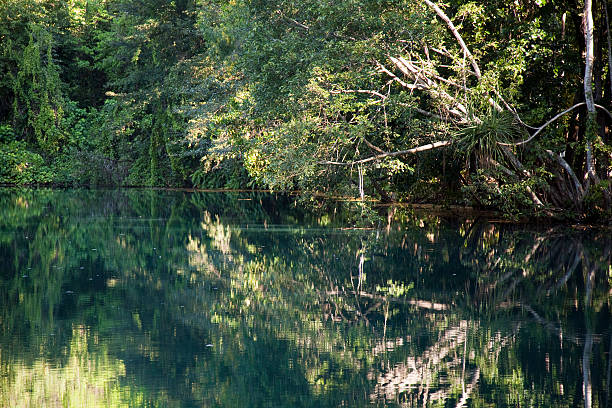 istock Howard Springs, Darwin, Northern Territory, Tropical Vegetation, Australia 148229213