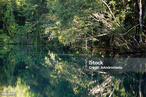 Foto de Howard Springs Darwin Território Do Norte Vegetação Tropical Austrália e mais fotos de stock de Nascente