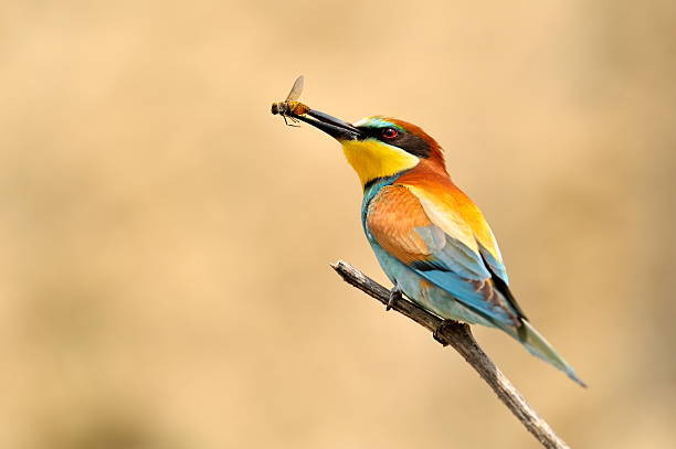 european bee-eater outdoor european bee-eater (Merops Apiaster) eating bug bee eater stock pictures, royalty-free photos & images