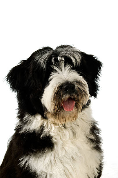 istock Tibetan Terrier Puppy 148229250