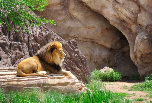 An African lion in an aviary. A magnificent predator with a thick mane lies on the ground