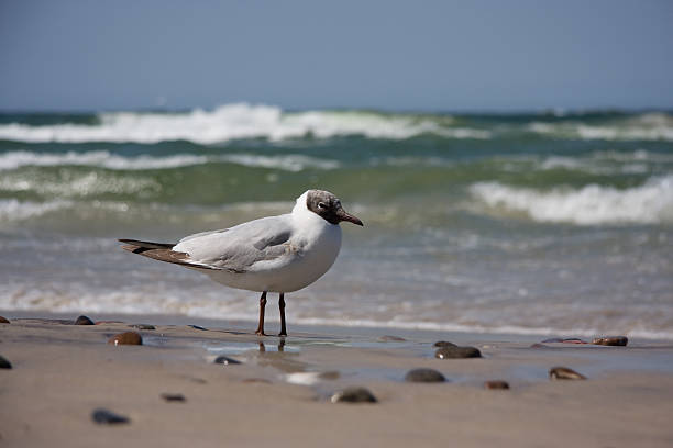 Gull walking on the beach stock photo