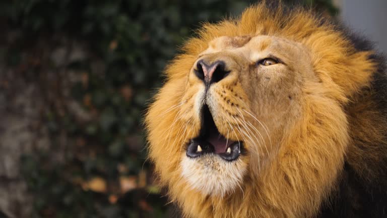 Close up of Lion