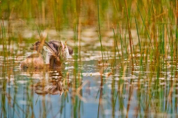 Pied-billed Grebe in Banff National Park