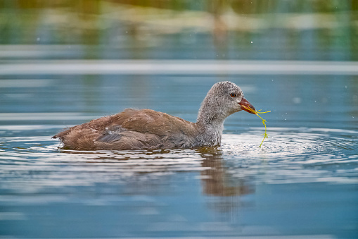 Coot duck on the Vermillion Lakes in Banff National Park
