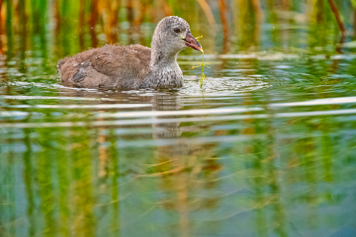 Coot duck on the Vermillion Lakes in Banff National Park