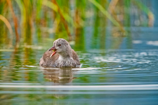 Coot duck on the Vermillion Lakes in Banff National Park