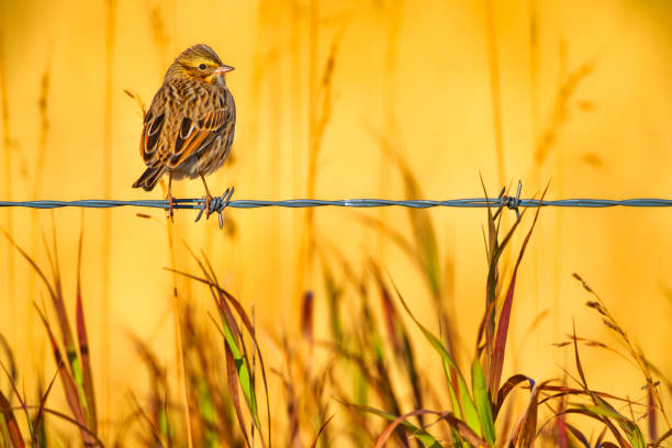 campagna dell'alberta canada - passerculus sandwichensis foto e immagini stock