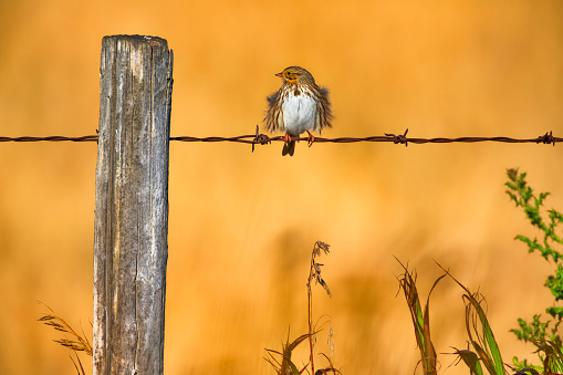 Savannah Sparrow perched on a fence in rural Alberta, Canada