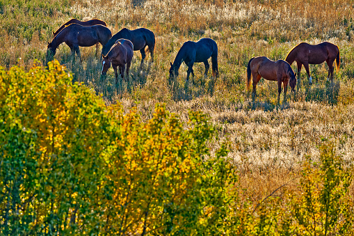 Horses in the pasture getting a drink of water.