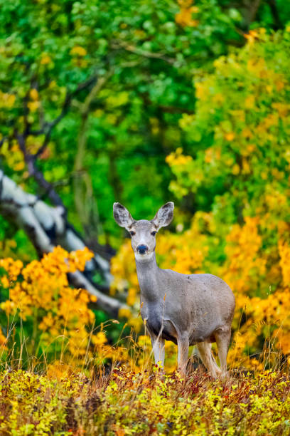 park narodowy waterton w albercie kanada - mule deer zdjęcia i obrazy z banku zdjęć