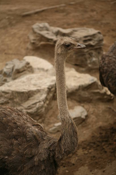 Ostrich stock photo