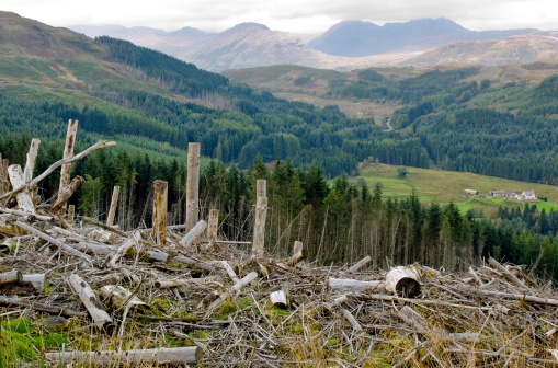 A clearing among pristine natural wilderness in Scotland.