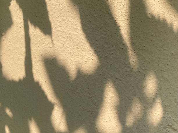 istock Leaves shadow background on concrete wall texture, leaves tree branches shade with sunlight 1482294602
