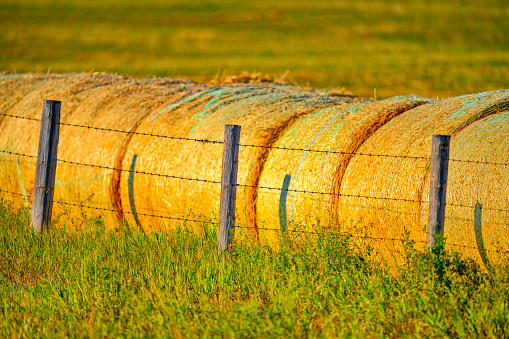 Hay bale on a ranch in southern Alberta