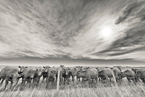 Cattle ranch in Rural Alberta Canada