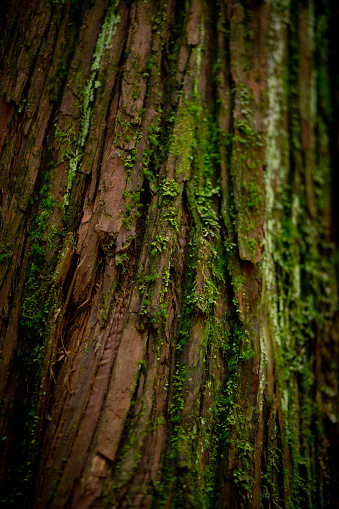 Vibrant green moss grows thick during springtime in the forest of British Columbia, offering an array of colors and textures.