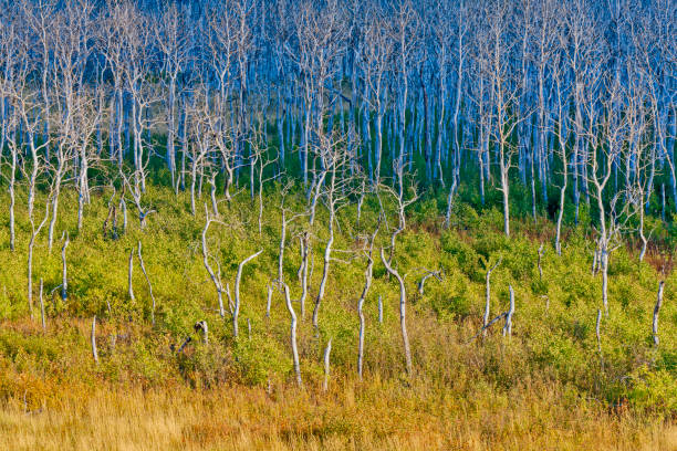 Rocky Mountain views after a forest fire in Waterton National Park in Alberta Canada