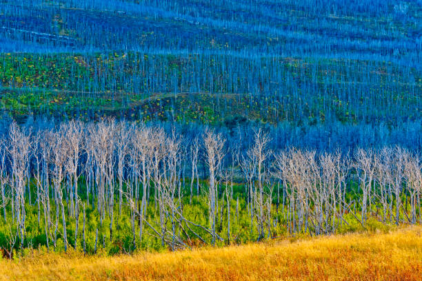 Waterton National Park in Alberta Canada stock photo