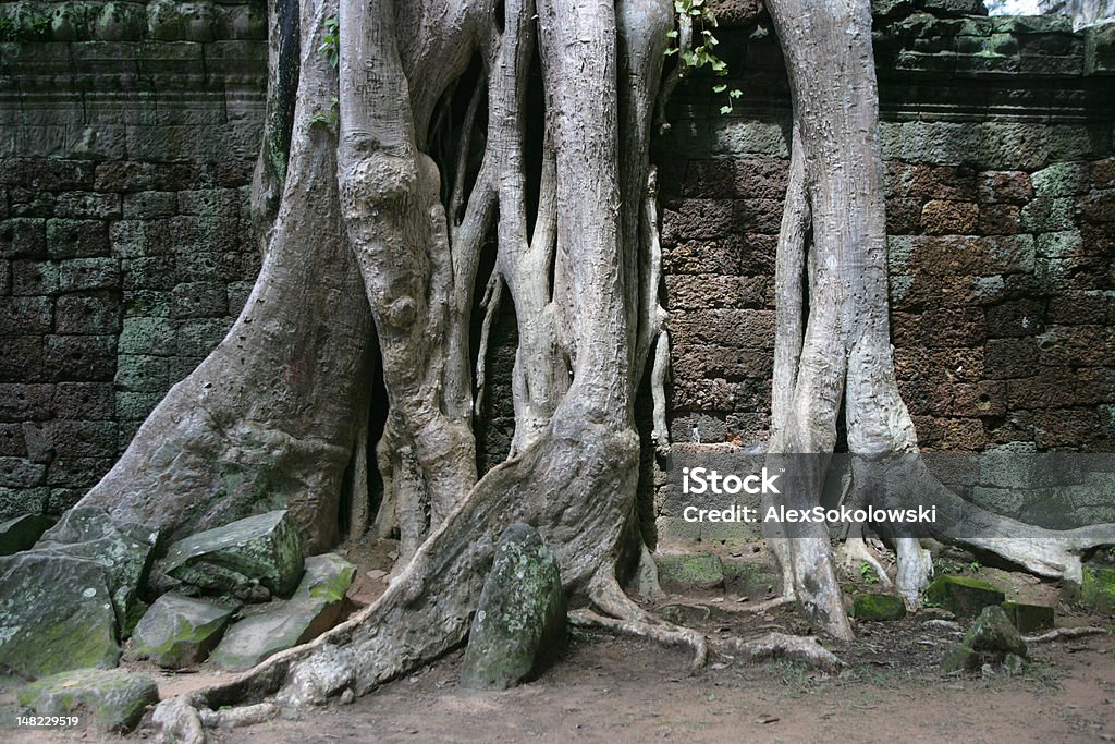 Vieux mur et roots - Photo de Angkor libre de droits