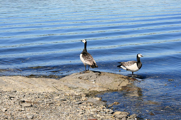istock Birds by the sea 148229572