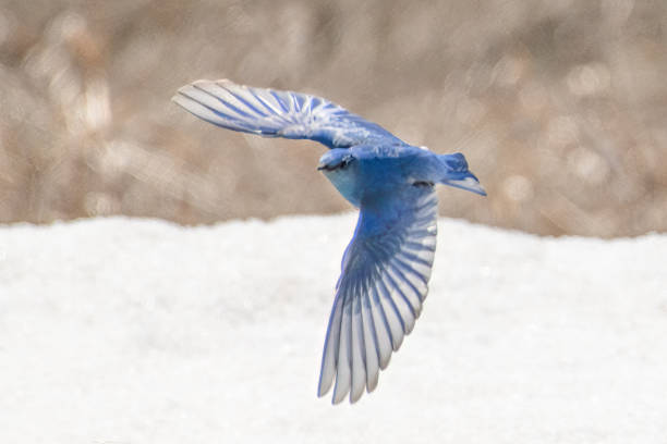 미국 와이오밍주 그랜드 티턴 국립공원의 첫 봄 파랑새 - mountain bluebird bird bluebird blue 뉴스 사진 이미지