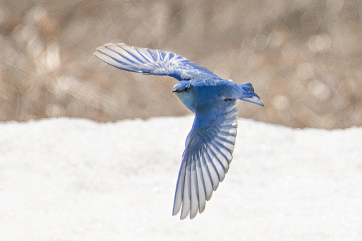 First Mountain Bluebird of spring in the Grand Teton National Park in Wyoming, USA. Nearest city is Jackson, Wyoming.